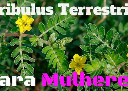 Tribulus Terrestris: Quais seus benefícios? Funciona?