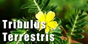 O que é Tribulus Terrestris 