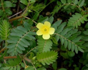 O que é Tribulus Terrestris