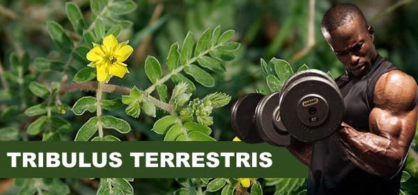 beneficios tribulus terrestris