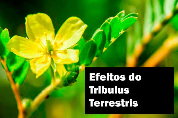 Conheça os efeitos do Tribulus Terrestris