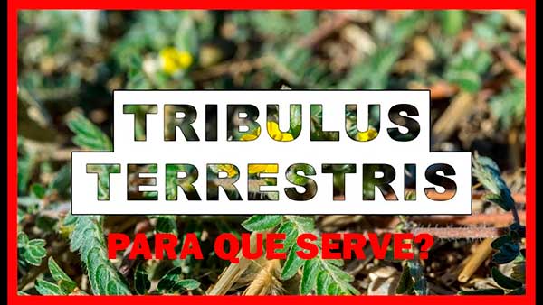 Para que serve o Tribulus Terrestris